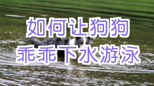 宠物训练-训狗教程Dog Training-芒果工作室